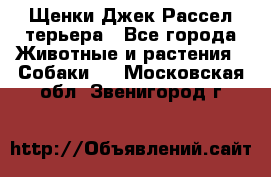 Щенки Джек Рассел терьера - Все города Животные и растения » Собаки   . Московская обл.,Звенигород г.